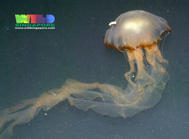 Exploring the Intricate ⁣Beauty of ⁢Jellyfish:‌ An Underwater Spectacle