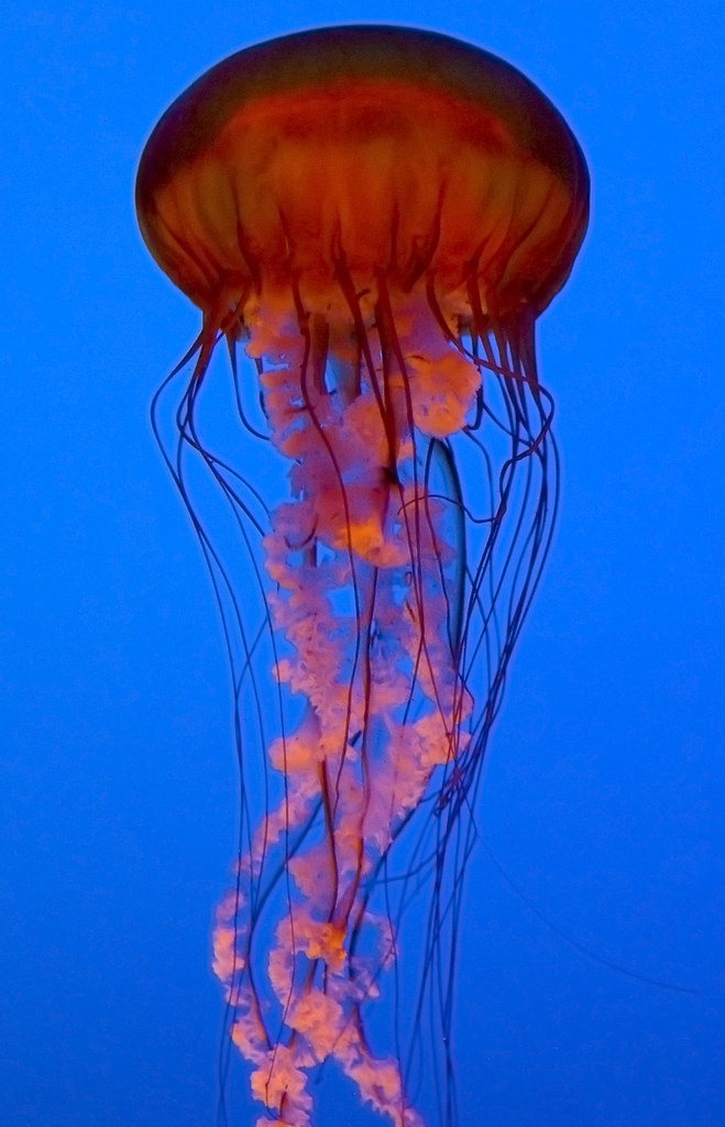 Unveiling‌ the Enthralling Behaviors of Jellyfish: Grace in Motion