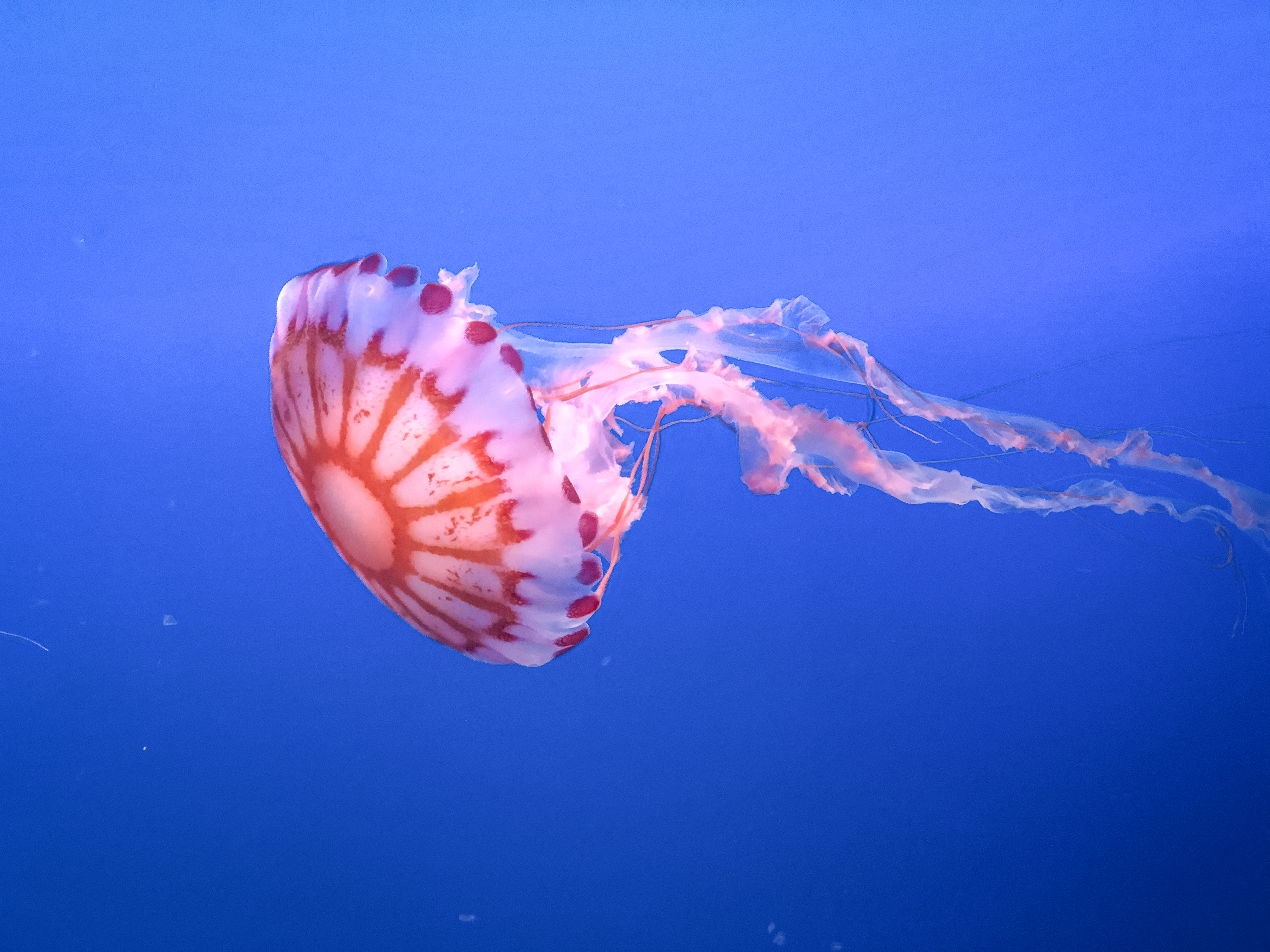 Preserving the Fragile Ecosystem: Actions​ to Safeguard Jellyfish⁣ Habitats