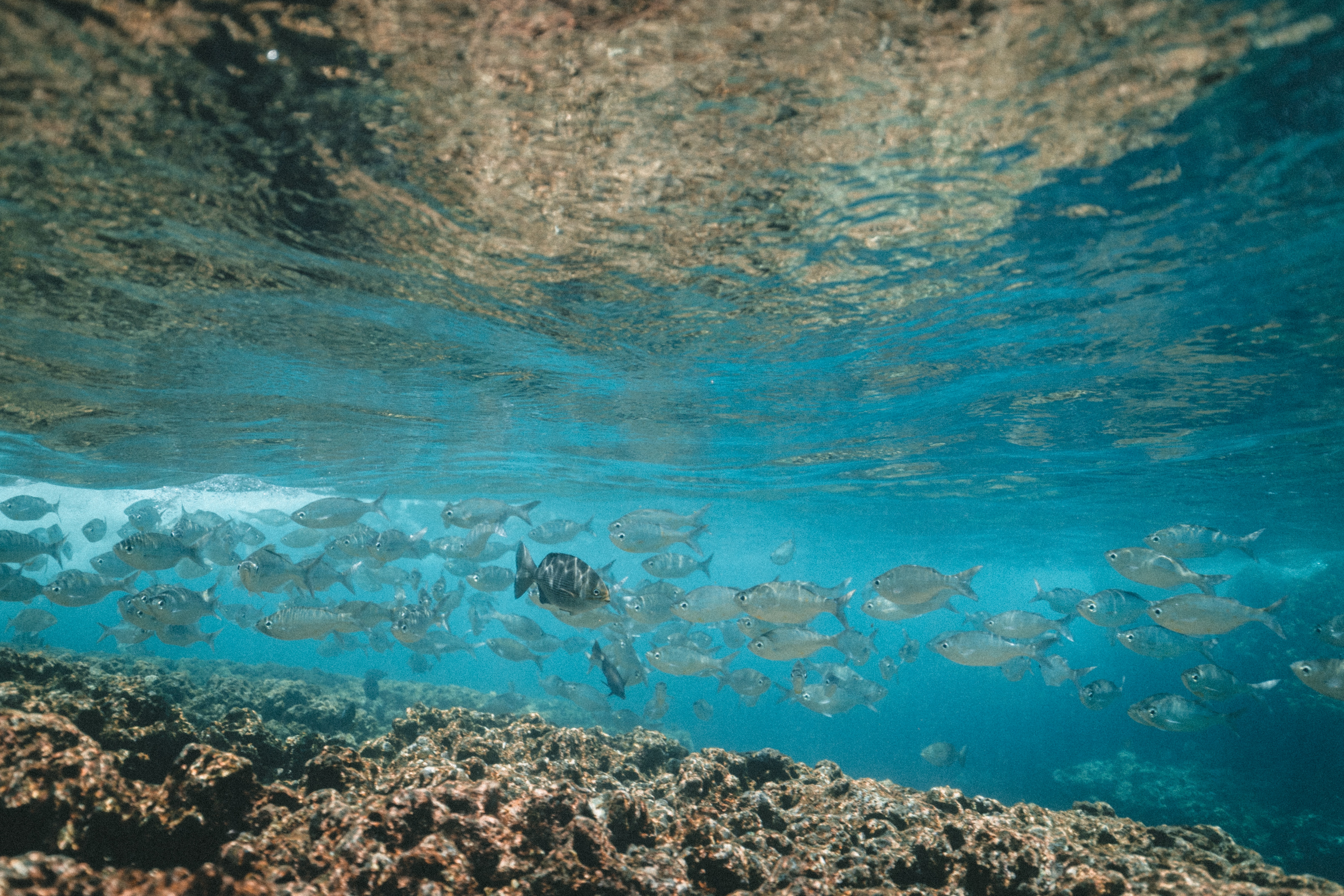 1.​ The Marvels of Underwater Biodiversity: Unveiling the Hidden Treasures⁢ beneath the Waves
